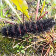 Giant Leopard Moth Caterpillar